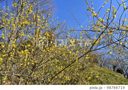 ローバイの花咲く茂木町の城山公園 ローバイの花咲く茂木町の城山公園 98766719