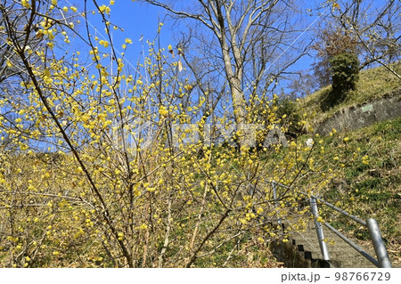 ローバイの花咲く茂木町の城山公園 ローバイの花咲く茂木町の城山公園 98766729