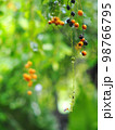 fruits, seeds of the Sky flower, Golden dew drop, Pigeon berry, Duranta, tropical decorative plant with beautiful flower and small golden yellow fruits selective focus blur natural outdoor background 98766795