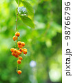 fruits, seeds of the Sky flower, Golden dew drop, Pigeon berry, Duranta, tropical decorative plant with beautiful flower and small golden yellow fruits selective focus blur natural outdoor background 98766796