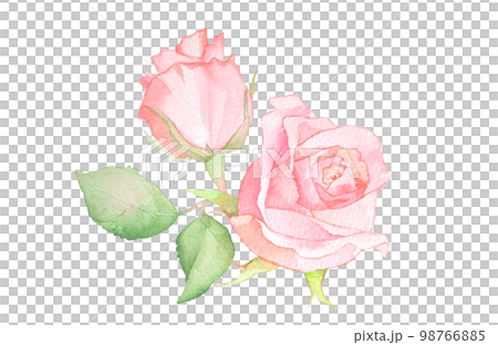 Rose watercolor illustration rose flower bouquet rose 98766885