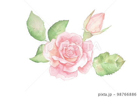 バラの水彩イラスト　バラの花　花束　ローズ 98766886