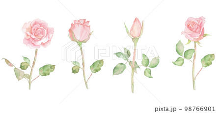 バラ水彩イラストセット バラの花束 ローズ 一輪挿し バラ水彩イラストセット バラの花束 ローズ 一輪挿し 98766901