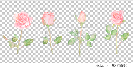 Rose watercolor illustration set Bouquet of roses Rose vase 98766901