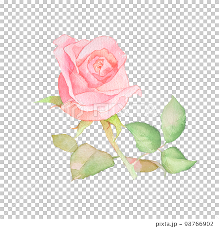 バラの水彩イラスト　バラの花　花束　ローズ 98766902