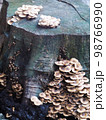 group of tight very small young clean tiny beige colour round umbrella form mushrooms growing on a piece of old wet dark wood log piece after rainy week in home garden 98766990