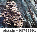 group of tight very small young clean tiny beige colour round umbrella form mushrooms growing on a piece of old wet dark wood log piece after rainy week in home garden 98766991