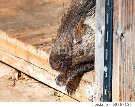 冬の陽で日向ぼっこ　ウトウトするヤマアラシ 98767159