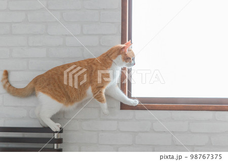 窓の外を眺める猫・ペット(テリトリー・縄張り・日光浴) 窓の外を眺める猫・ペット(テリトリー・縄張り・日光浴) 98767375
