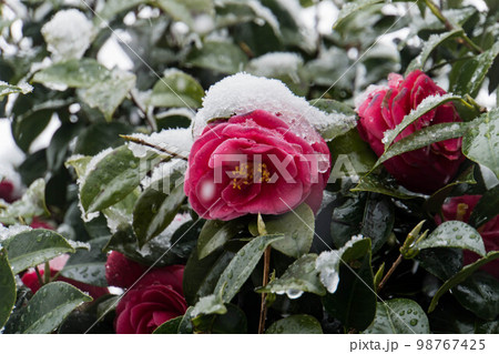 早春の雪をかぶった椿の花 98767425