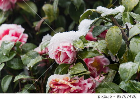 早春の雪をかぶった椿の花 98767426