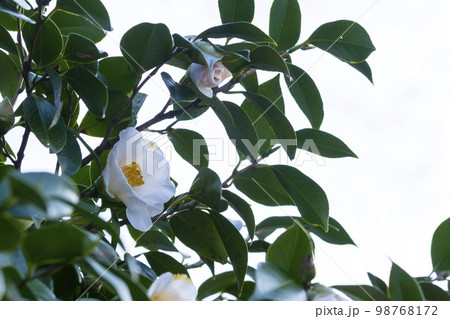 美しく咲いた白い椿の花 白背景 美しく咲いた白い椿の花 白背景 98768172