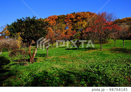 盛岡市高松公園　紅葉美しく全山色とりどり 98768185