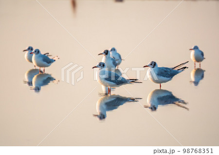 Flock of Seagulls, The European herring gull, swims on the calm lake shore in sunset 98768351