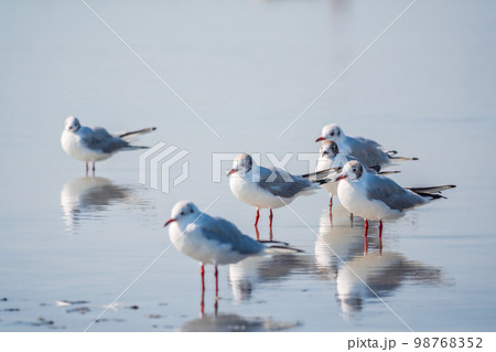 Flock of Seagulls, The European herring gull, swims on the calm lake shore 98768352