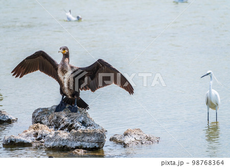 Small white heron, or Little egret, Egretta garzetta, and Great cormorant, Phalacrocorax carbo, sitting on a cliff and looking for fish in shallow water 98768364