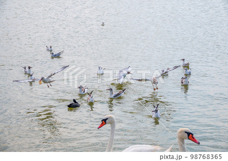 Flock of Seagulls, swims in the lake with wite swans. Flock of Seagulls, swims in the lake with wite swans. 98768365
