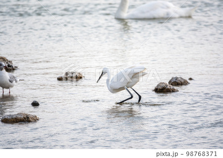 The small white heron or Little egret stands in the lake 98768371