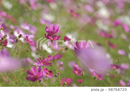 北海道の秋桜 98768720