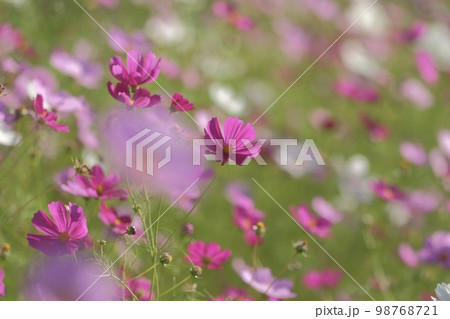 北海道の秋桜 98768721