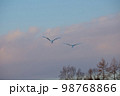 北海道にいるタンチョウ 98768866