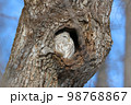 北海道にいるエゾフクロウ 98768867