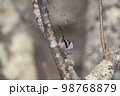 北海道にいるシマエナガ 98768879