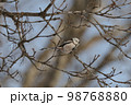 北海道にいるシマエナガ 98768880