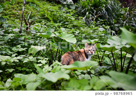 猫 ねこ ネコ 98768965