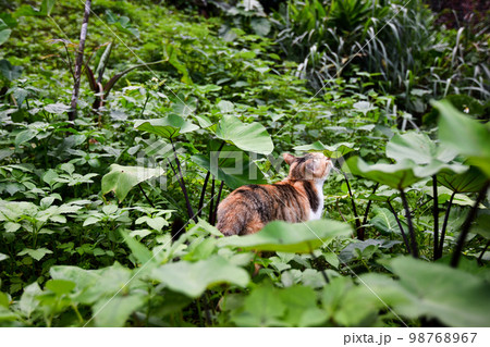 猫 ねこ ネコ 98768967
