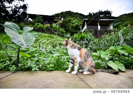 猫 ねこ ネコ 98768968