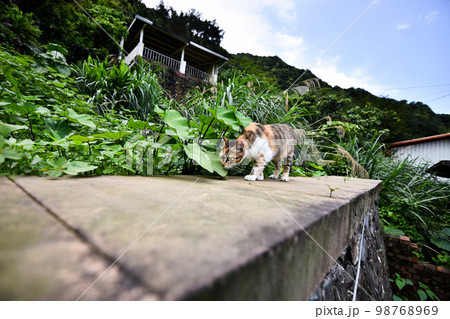 猫 ねこ ネコ 98768969