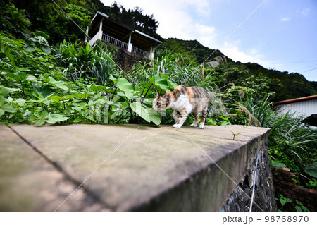 猫 ねこ ネコ 98768970