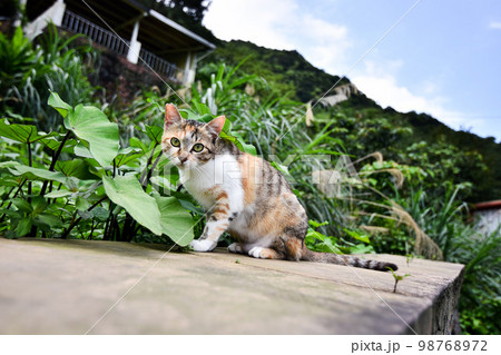猫 ねこ ネコ 98768972
