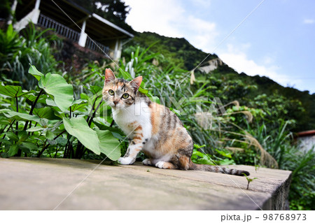 猫 ねこ ネコ 98768973