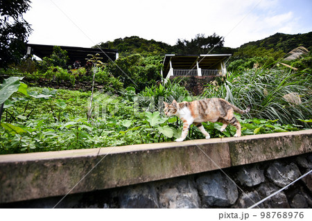 猫 ねこ ネコ 98768976