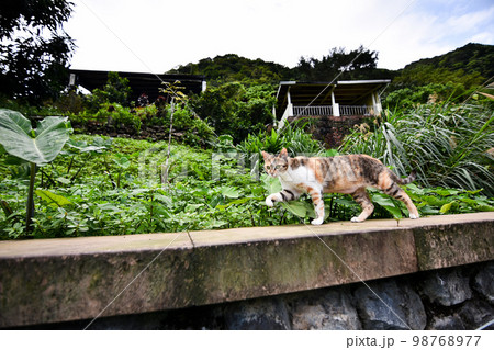 猫 ねこ ネコ 98768977