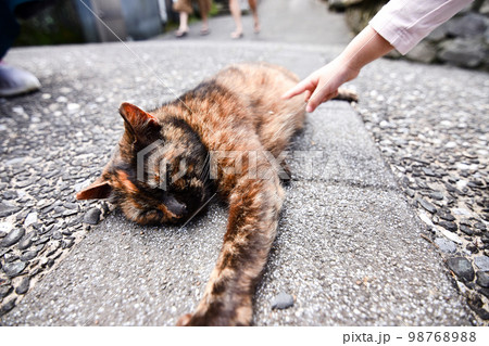 猫 ねこ ネコ 98768988