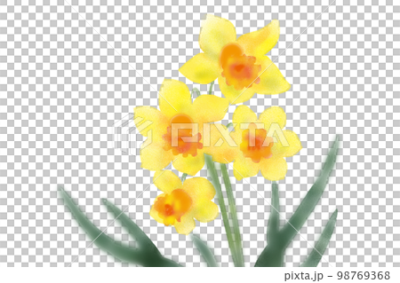 Yellow Daffodil 98769368