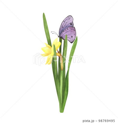 daffodil flower with Violet butterfly isolated on white. Watercolor hand drawn botanical llustration. Art for design 98769495