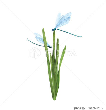 Grass with flying dragonflies isolated on white. Watercolor hand drawn botanical llustration. Art for design Grass with flying dragonflies isolated on white. Watercolor hand drawn botanical llustration. Art for design 98769497