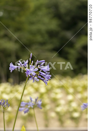 初夏の花、アガパンサス咲く風景-2 98770710