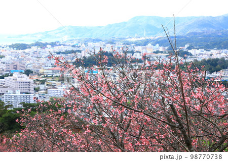 名護中央公園　カンヒザクラと名護市街地一望 98770738