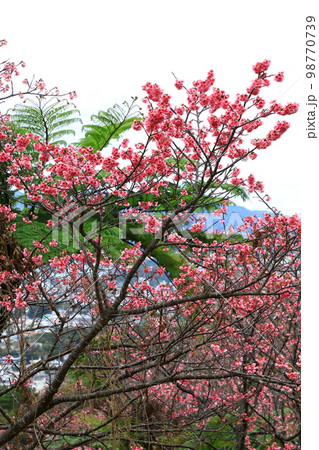 名護中央公園 カンヒザクラ 名護中央公園 カンヒザクラ 98770739