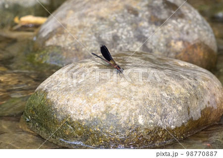 イトトンボ カワトンボ 糸トンボ 98770887