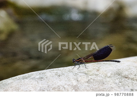 イトトンボ カワトンボ 糸トンボ 98770888