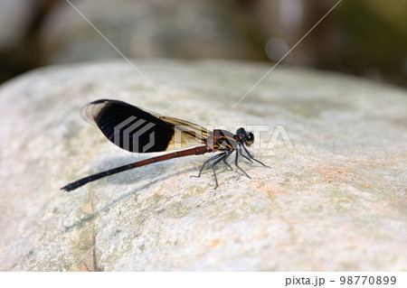 イトトンボ カワトンボ 糸トンボ 98770899