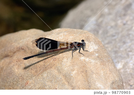 イトトンボ カワトンボ 糸トンボ 98770903