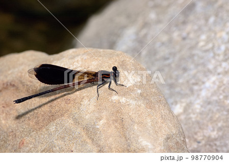 イトトンボ カワトンボ 糸トンボ 98770904