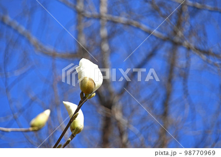 ハクモクレン（白木蓮） 98770969